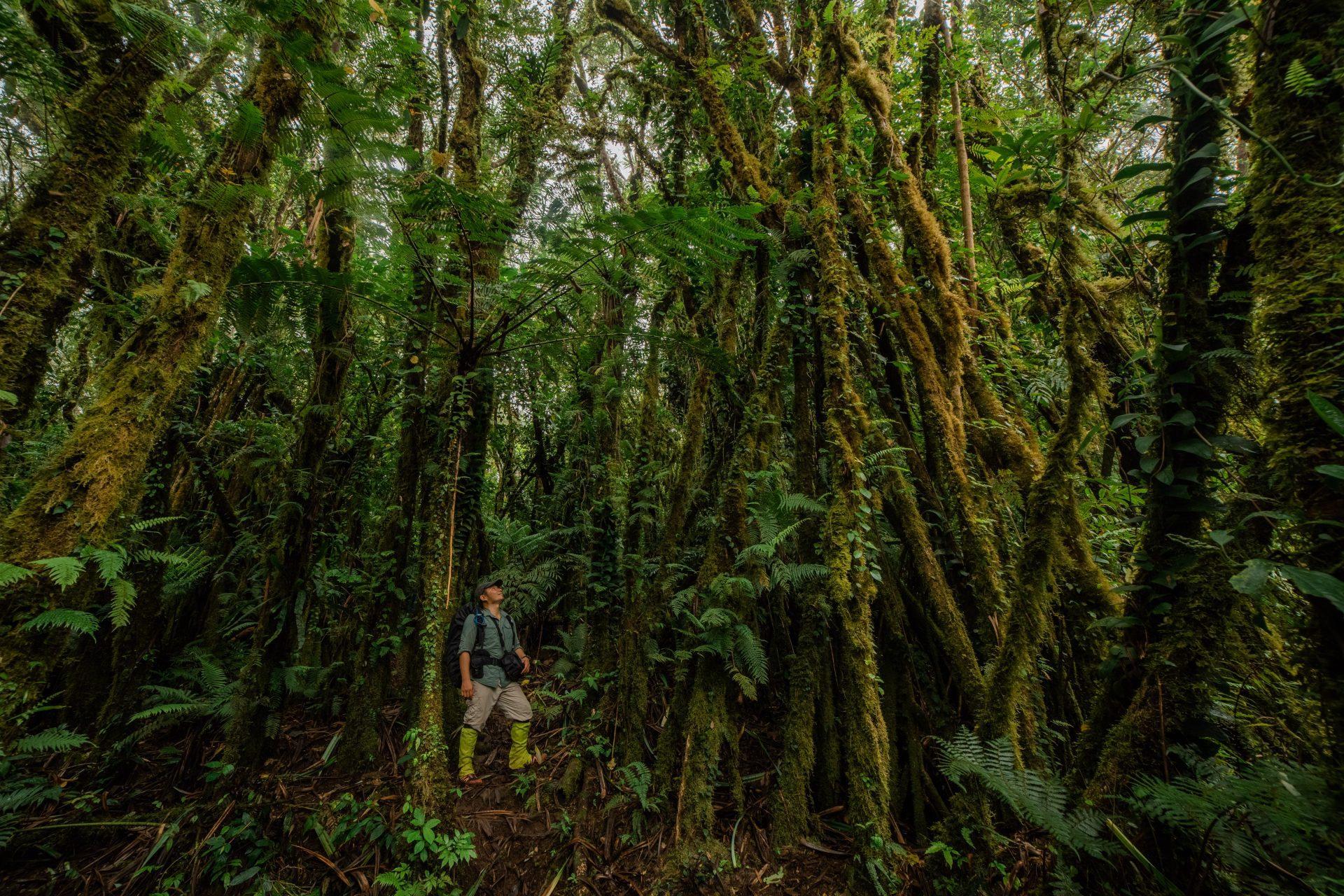 Hiking trail in Camiguin